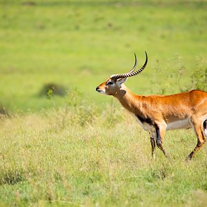 Lechwe