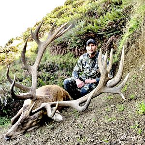 New Zealand Hunt 375" Inch Red Stag