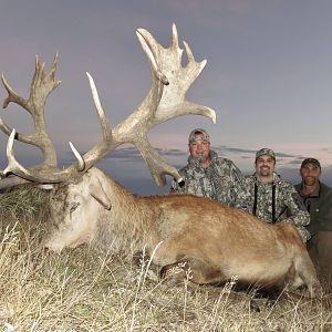 New Zealand Hunting 410" Inch Red Stag