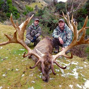 New Zealand Hunting 430" Inch Red Stag