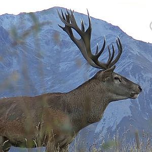 New Zealand Professional Hunting Guides
