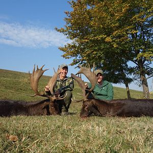 Hunt Fallow Deer in Romania