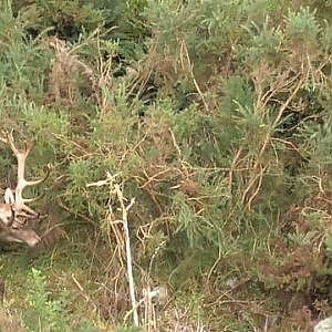 Red Stag New Zealand