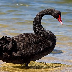 Black Swan New Zealand