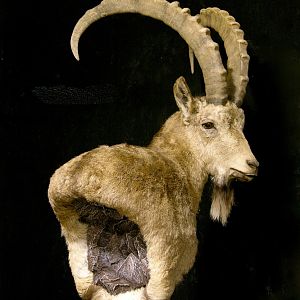 Mid-Asian Ibex Pedestal Mount Taxidermy