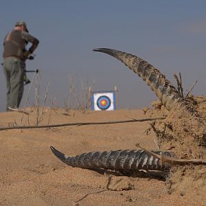 Bow Hunting Arabian Oryx in United Arab Emirates