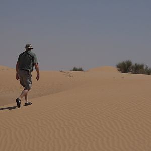 United Arab Emirates Bow Hunt Arabian Oryx