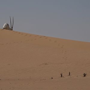Arabian Oryx Bow Hunt United Arab Emirates