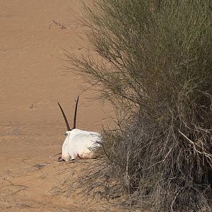 Bow Hunt Arabian Oryx in United Arab Emirates