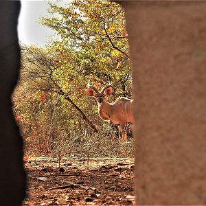 View of Kudu from blind