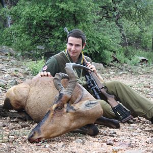 Red Hartebeest from South Africa