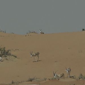 Sand Gazelle United Arab Emirates