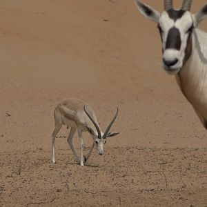 Sand Gazelle & Arabian Oryx United Arab Emirates