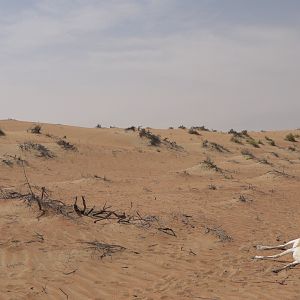 Sand Gazelle Hunt United Arab Emirates