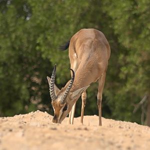 Mountain Gazelle United Arab Emirates