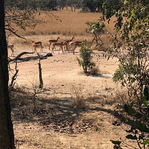 Impala Herd Zambia