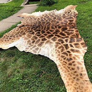 Giraffe Skin Taxidermy