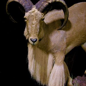 Huge Aoudad Life-size Taxidermy Full Mount