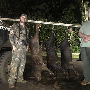 Hog hunt Kauai