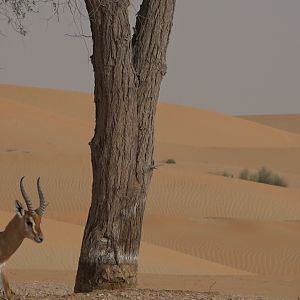 Mountain Gazelle United Arab Emirates