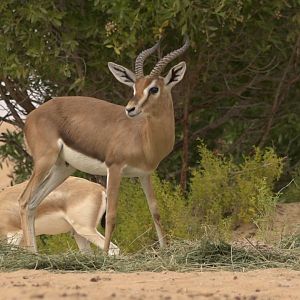 Mountain Gazelle United Arab Emirates