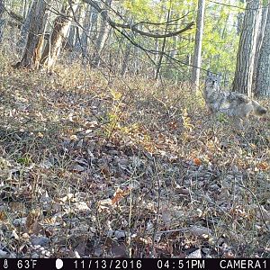 Coyote WV