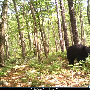 Black bear northern VA