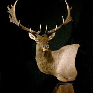 Tian Shan Wapiti / Asian Elk shoulder Mount Pedestal Taxidermy