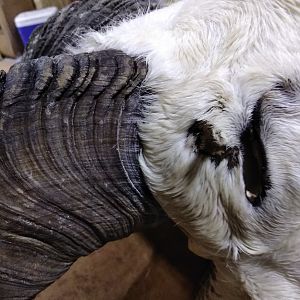 DALL SHEEP Taxidermy MAGIC