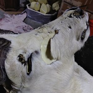 DALL SHEEP Taxidermy MAGIC