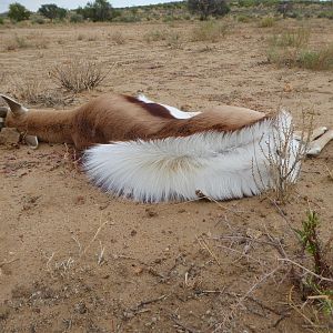 Hunting Springbok in Namibia