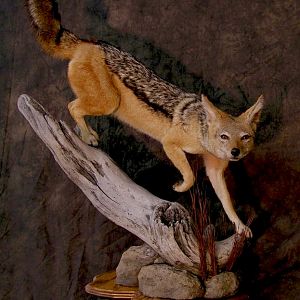 Jackal Full Mount Taxidermy