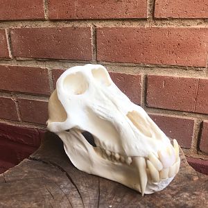 Baboon Skull Taxidermy