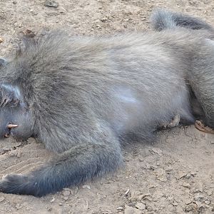 Hunt Baboon in South Africa