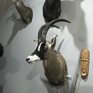 Roan Taxidermy