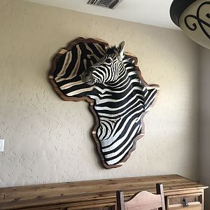 Zebra Taxidermy