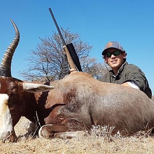 South Africa Hunt Blesbok