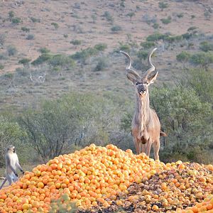 Kudu & Vervet Monkey feeding on Oranges