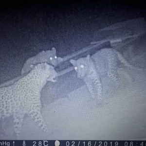 Trail Cam Pictures of Leopard in Namibia