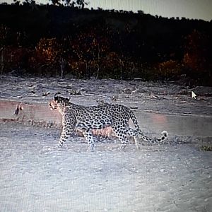 Leopard Trail Cam Pictures Namibia