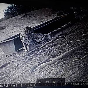 Namibia Trail Cam Pictures Leopard