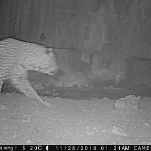 Trail Cam Pictures of Leopard in Namibia