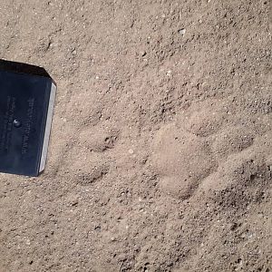 Leopard Track next to .22 bullet box