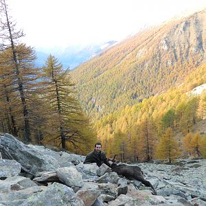 Hunting Alpine Chamois Italy