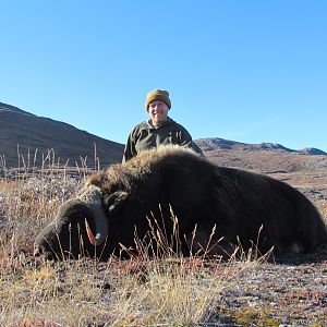 Greenland Hunt Muskox