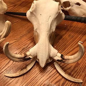 Warthog Skull Mount Taxidermy