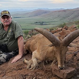 Hunt Aoudad in South Africa