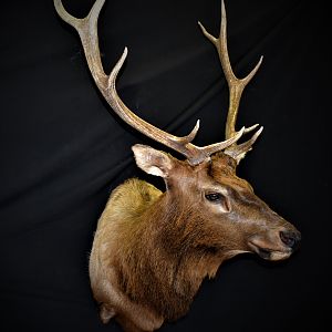 Elk Shoulder Mount Taxidermy