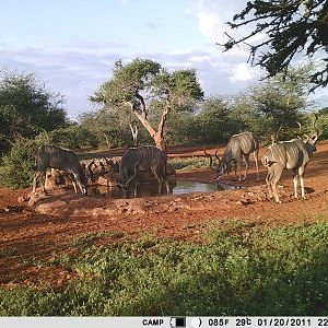 South Africa Trail Cam Pictures Kudu