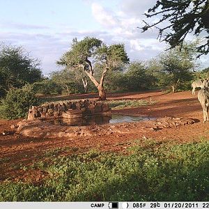 Trail Cam Pictures of Kudu in South Africa